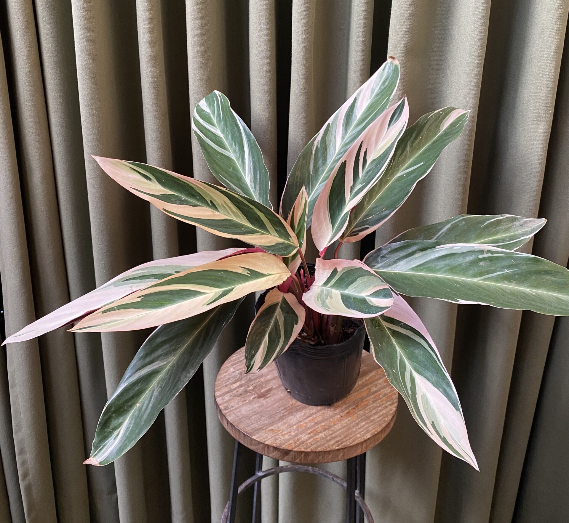 Calathea Stromanthe Triostar grande