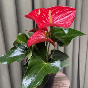 Anthurium Andreanum grande