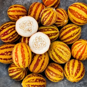 Plantín Melon sweet richness