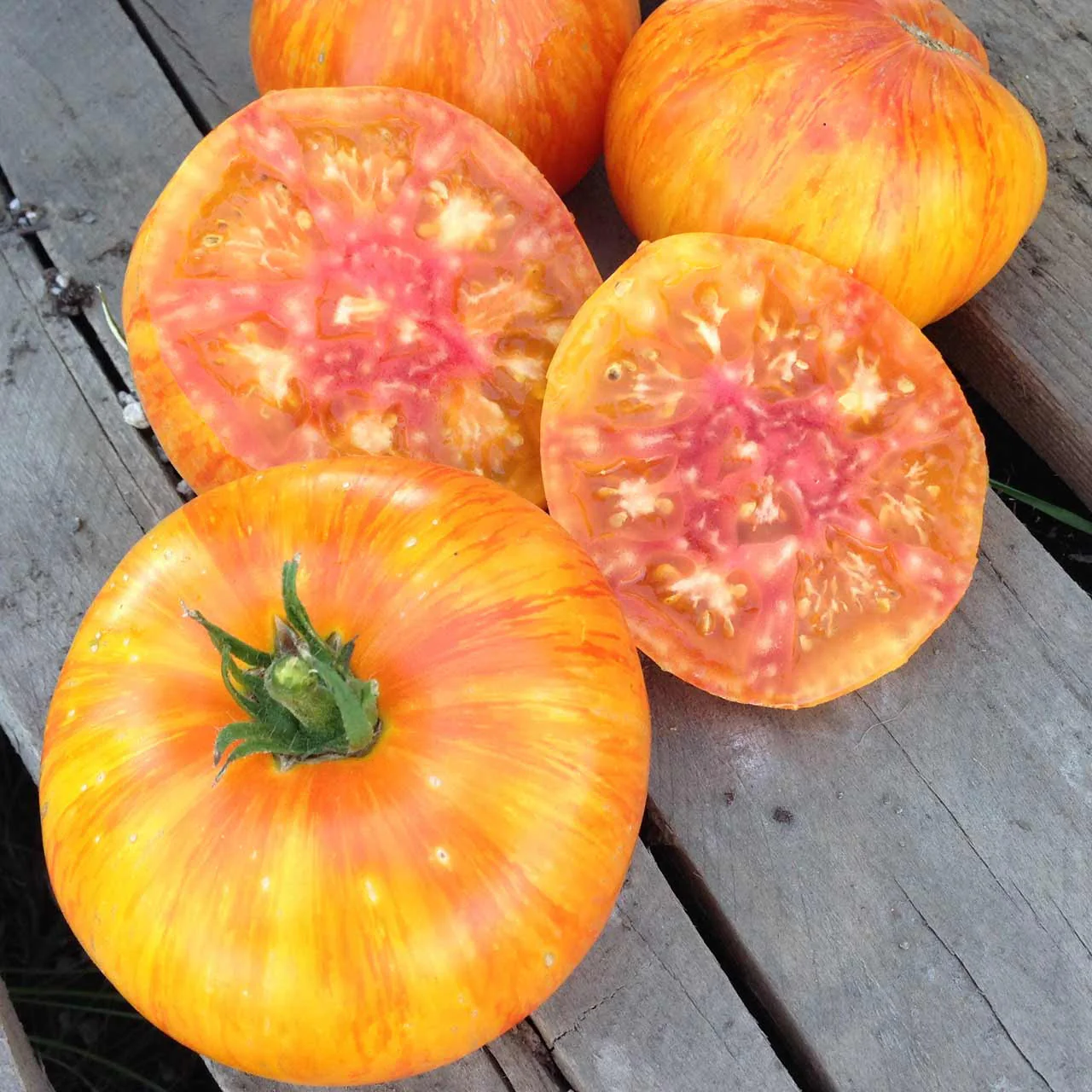 Plantín tomate Beauty king