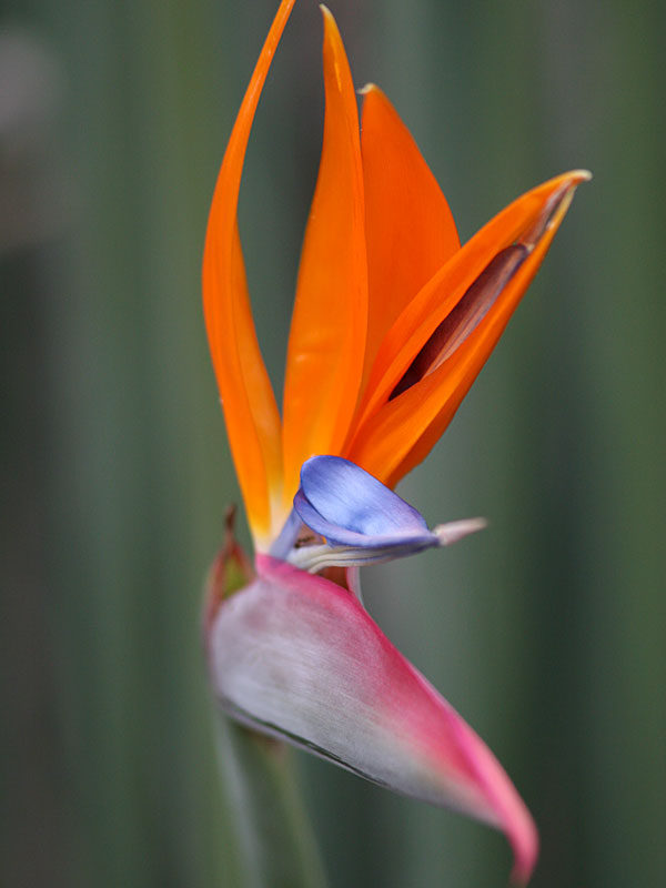 Strelitzia juncea - Imagen 3