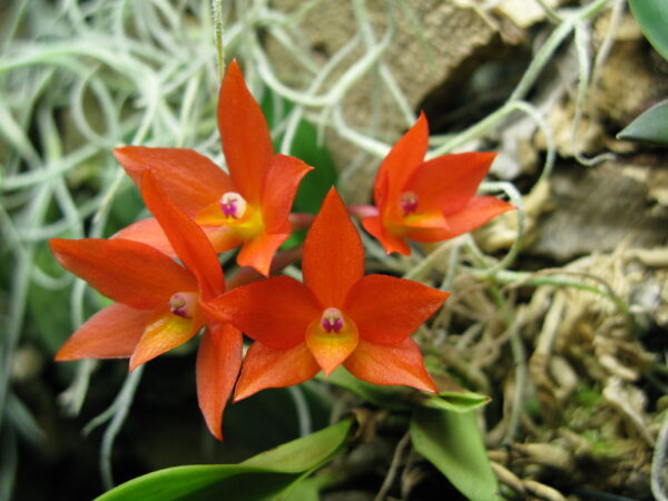 Terrario con orquídea Cattleya - Imagen 4