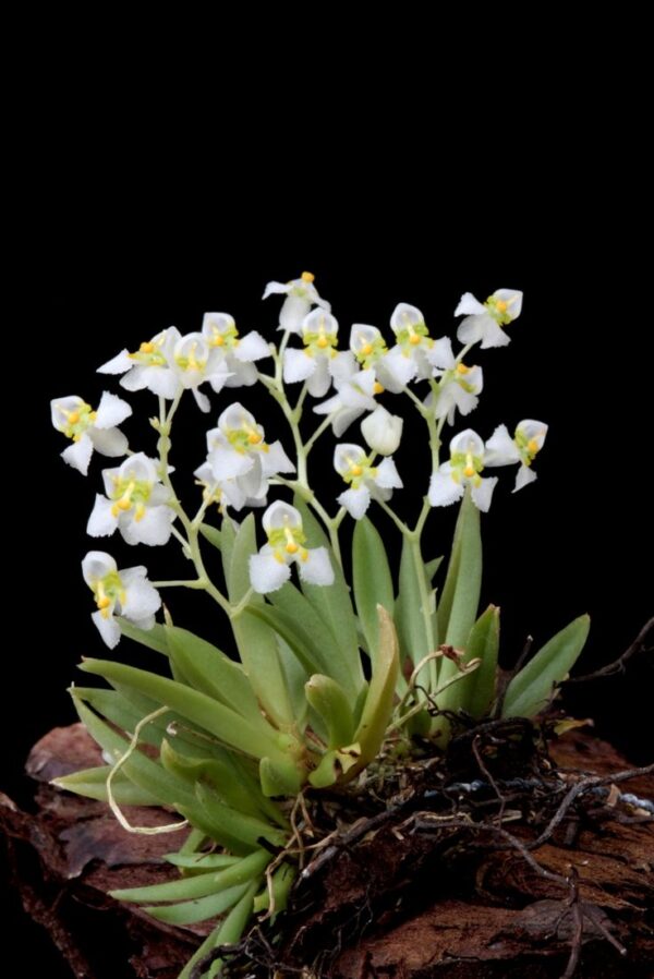 Terrario con orquídea Zygostates alleniana - Imagen 4