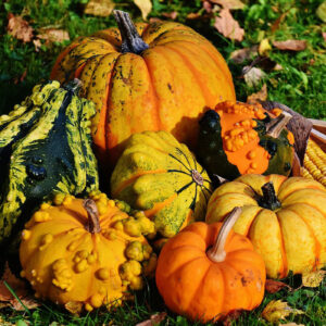 Plantin Calabaza ornamental