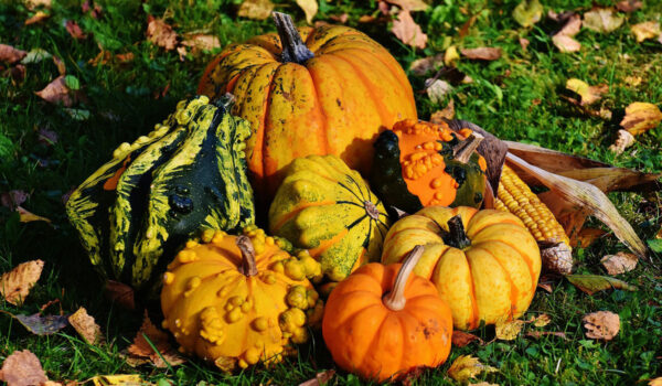 Plantin Calabaza ornamental