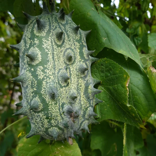 Plantin Kiwano (enredadera frutal) - Imagen 2