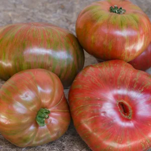 Plantín tomate dwarf metallica