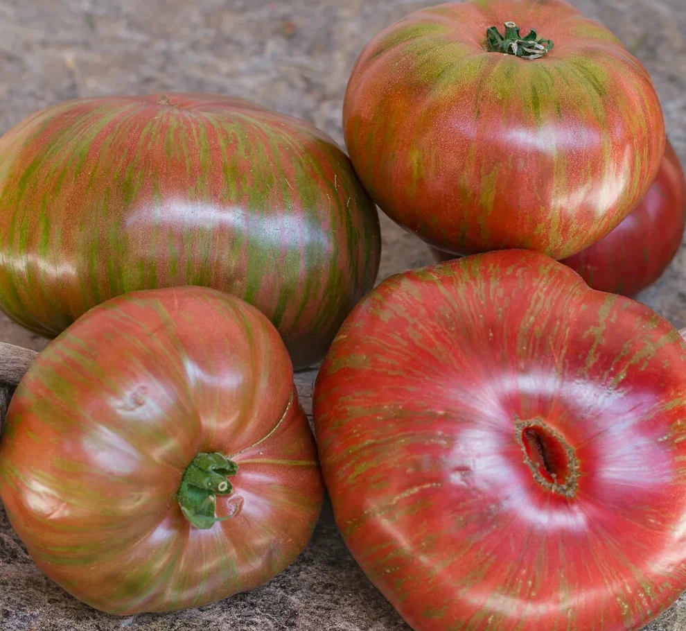 Plantín tomate dwarf metallica