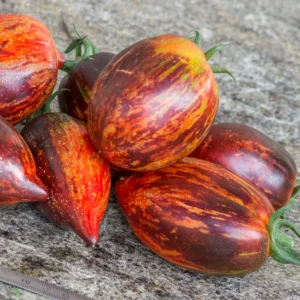 Plantín tomate Gargamel