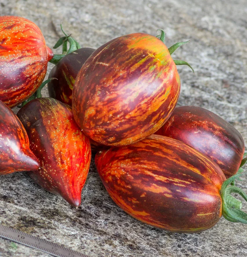 Plantín tomate Gargamel