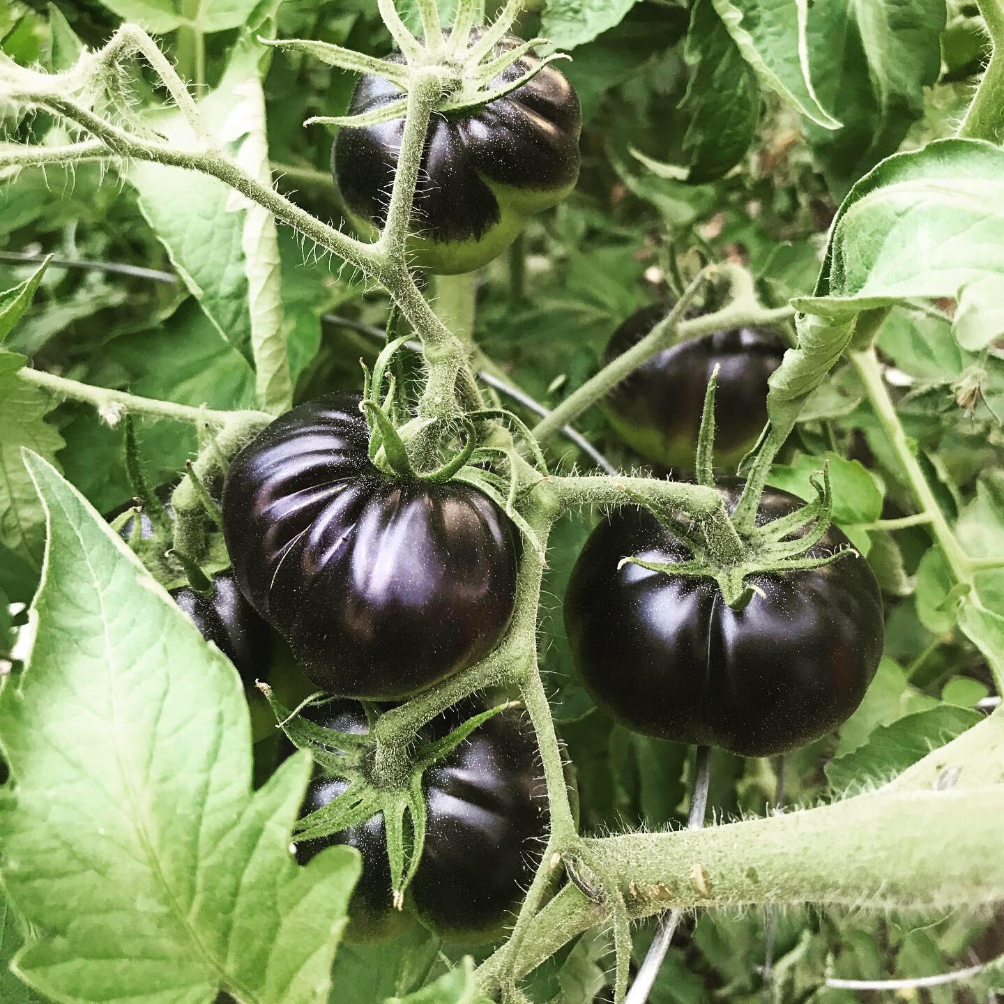 Plantín Tomate Black beauty