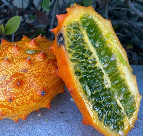 Plantin Kiwano (enredadera frutal)