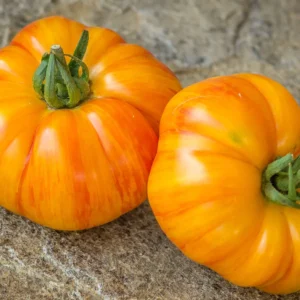 Plantín Tomate lithium sunset