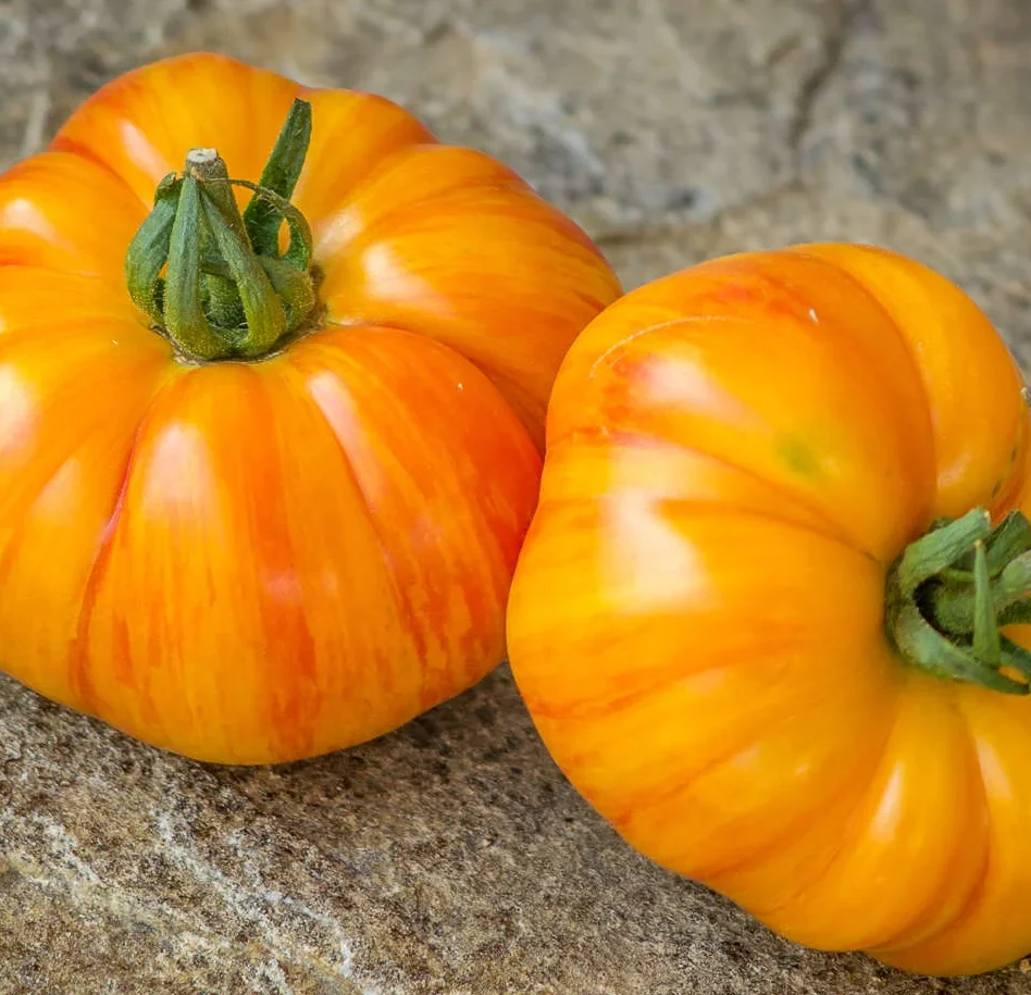 Plantín Tomate lithium sunset