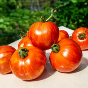 Plantín tomate red zebra