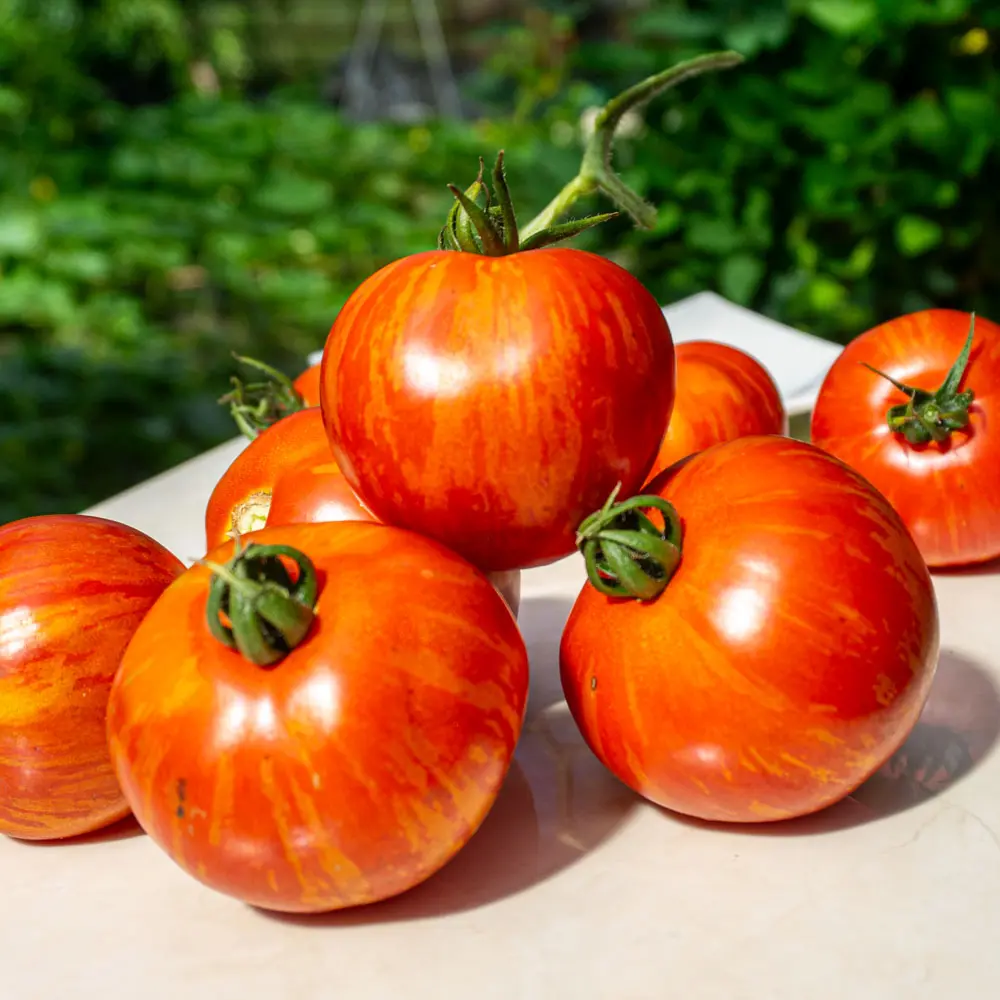 Plantín tomate red zebra