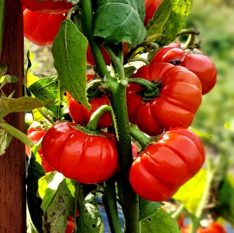 Plantín berenjena Red Ruffled
