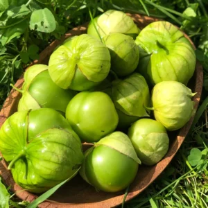 Plantín tomatillo verde mexicano