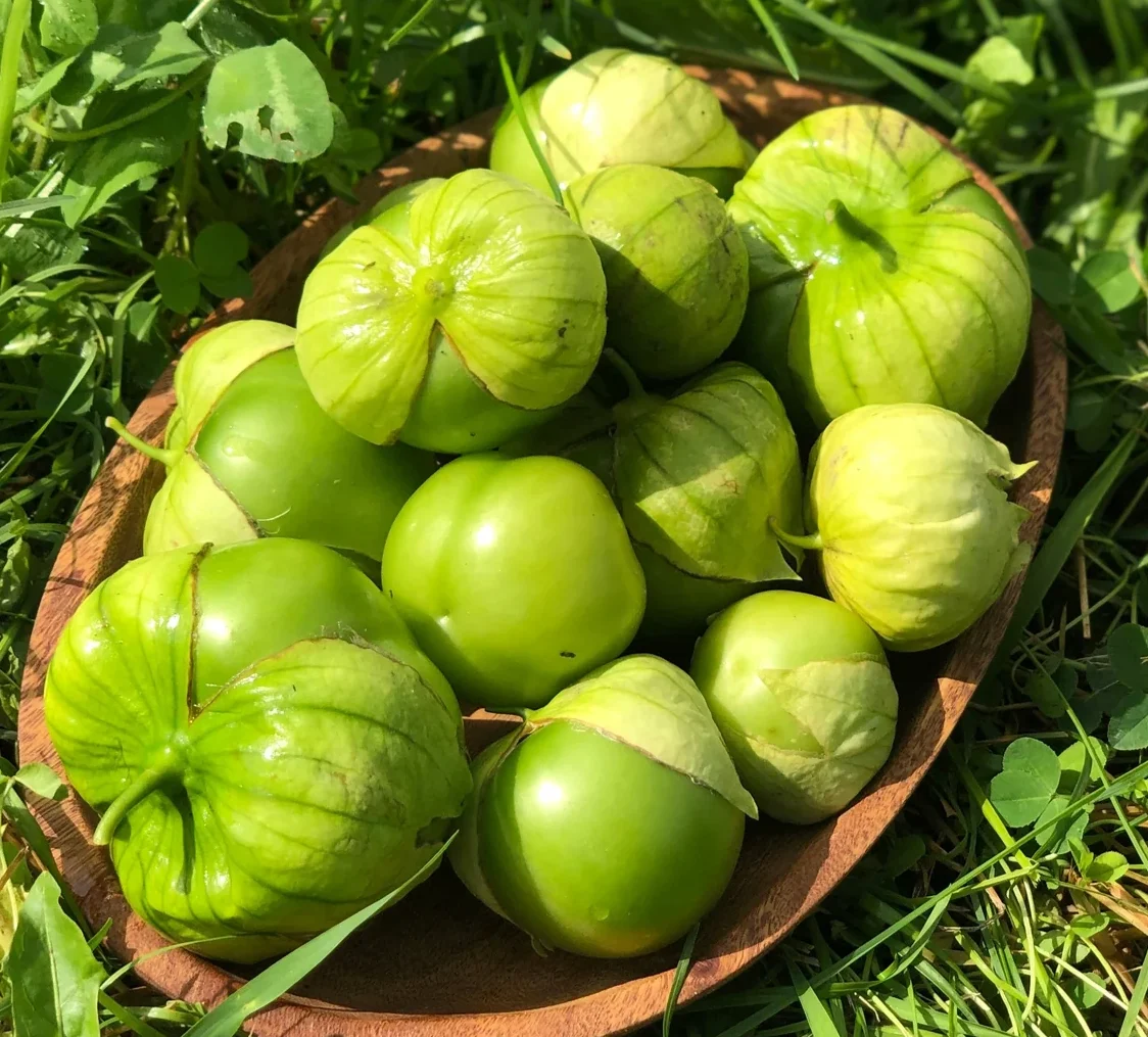 Plantín tomatillo verde mexicano