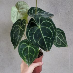 Anthurium Clarinervium