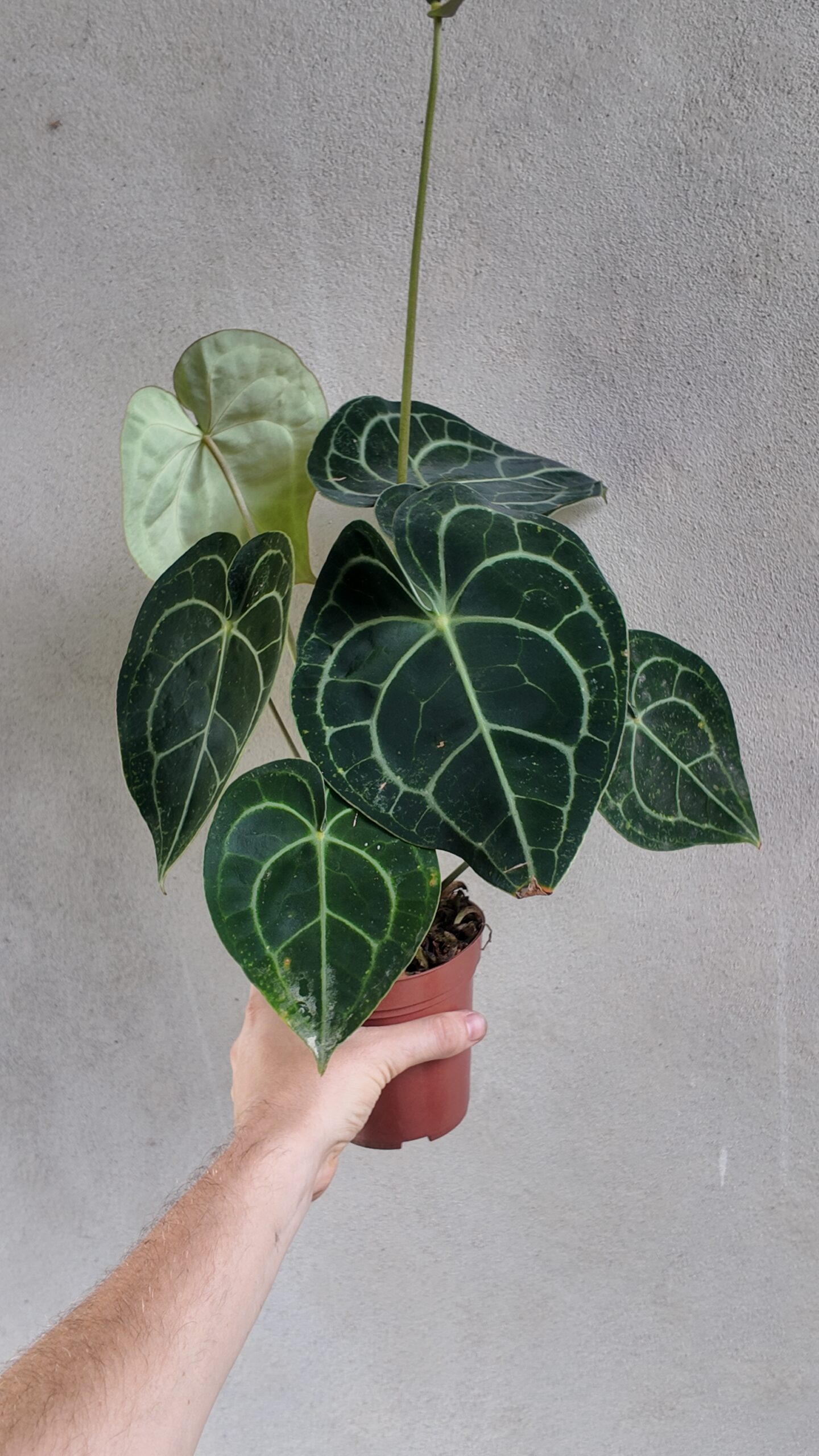 Anthurium Clarinervium