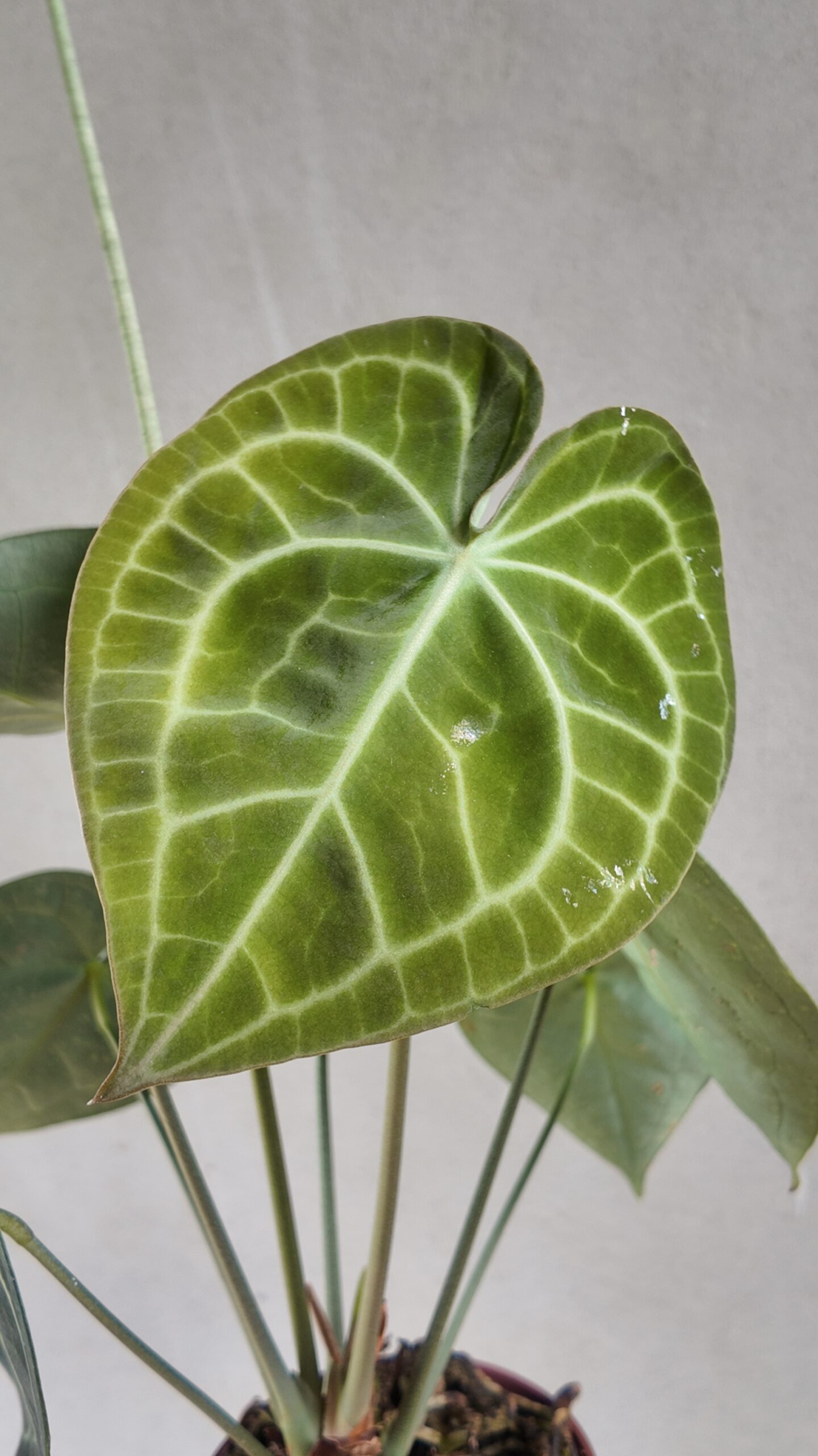 Anthurium Clarinervium - Imagen 2