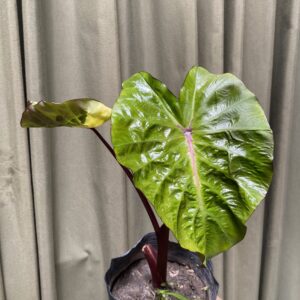 Colocasia white lava