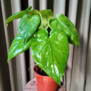 Syngonium Chiapense adulto