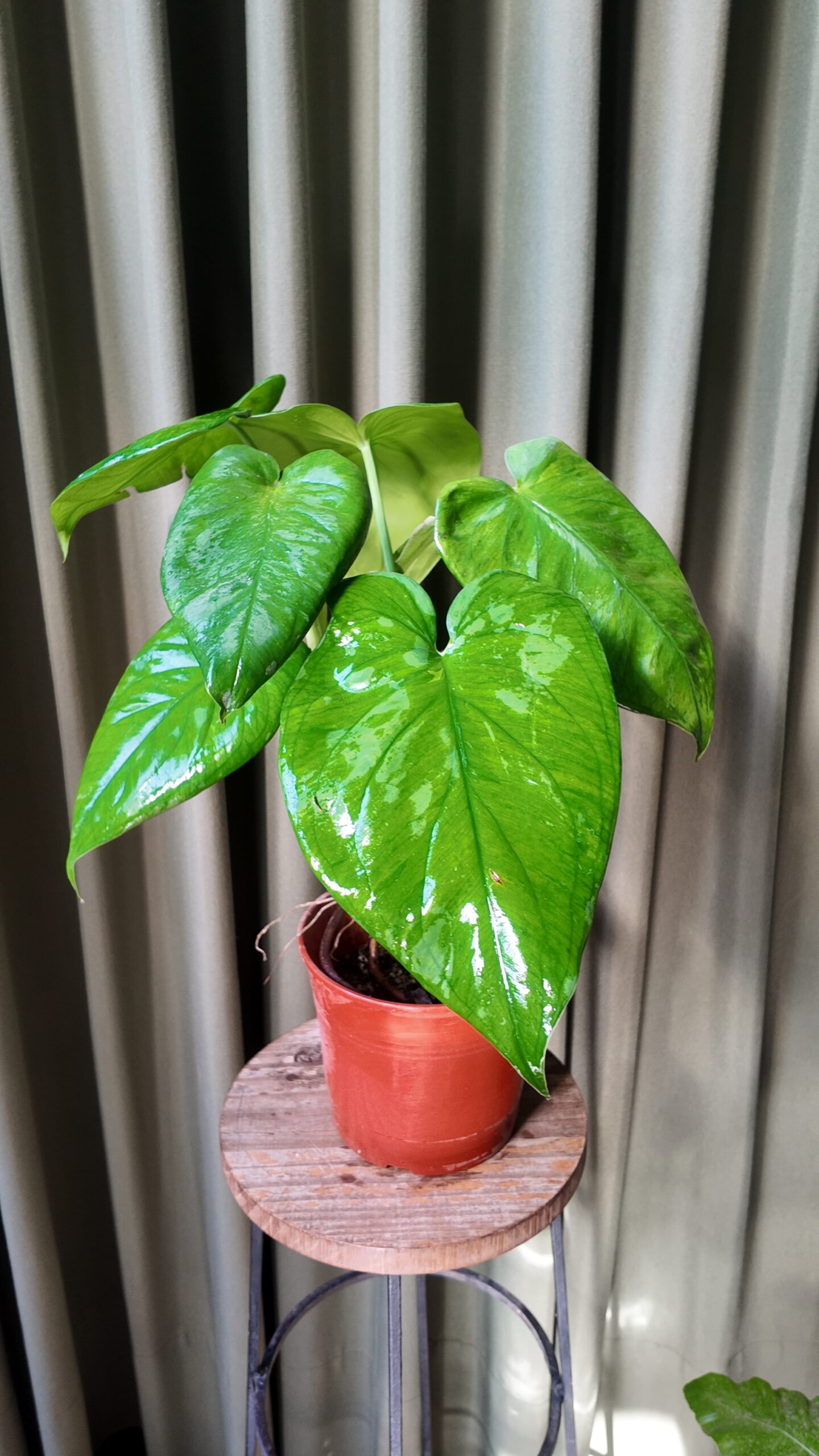 Syngonium Chiapense adulto