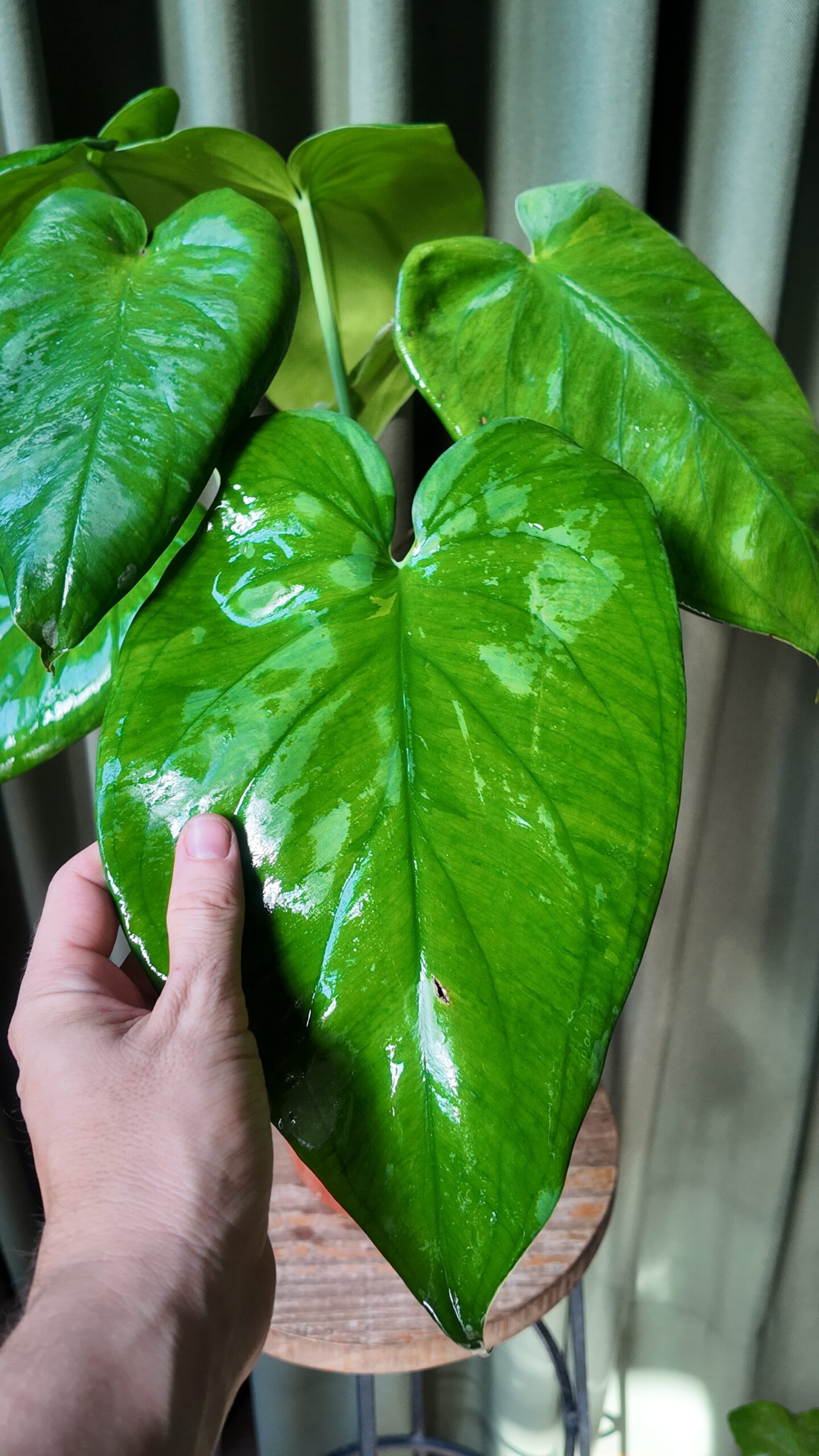 Syngonium Chiapense adulto - Imagen 2