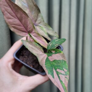 Syngonium Pink Splash Chico