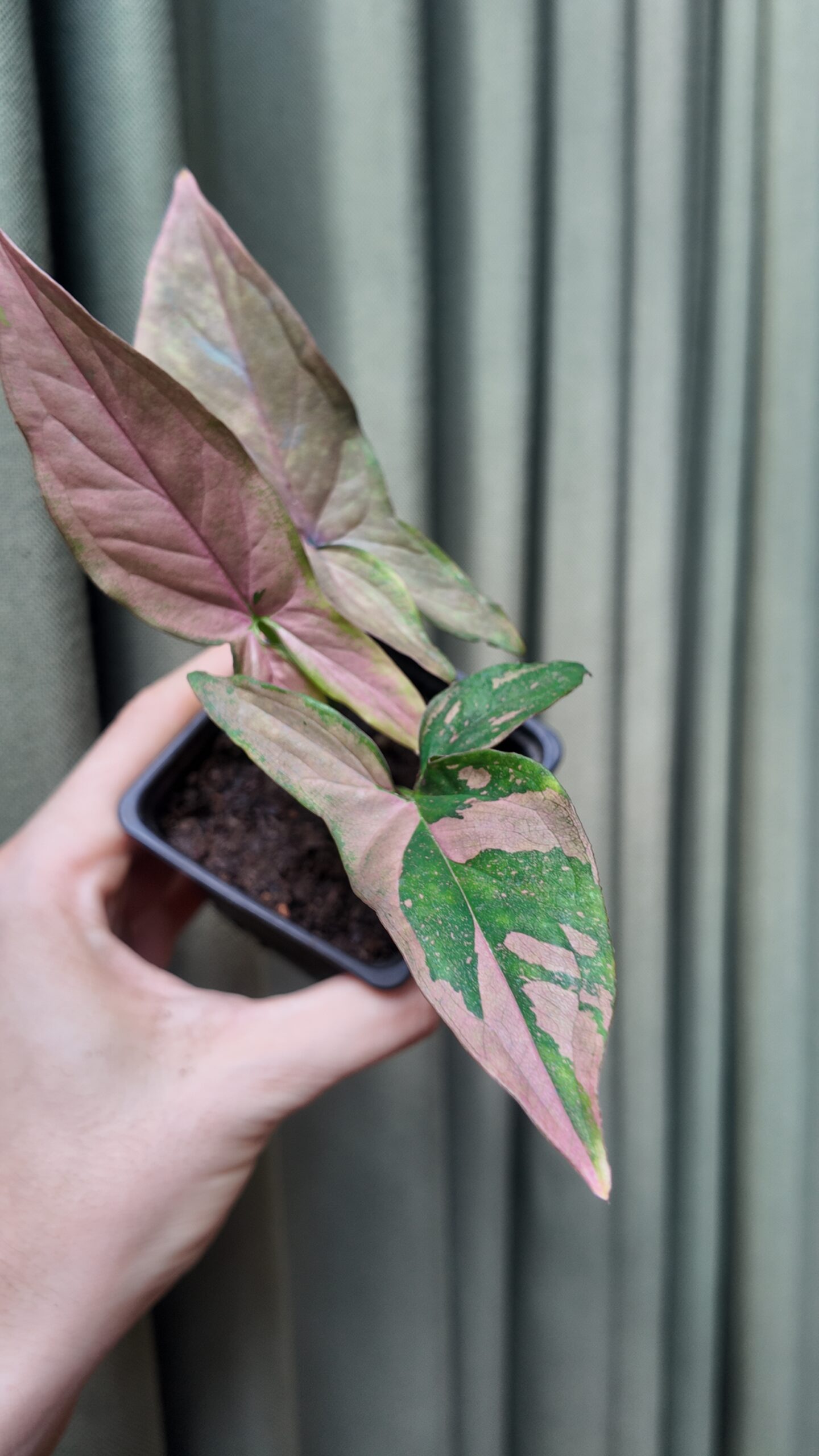 Syngonium Pink Splash Chico