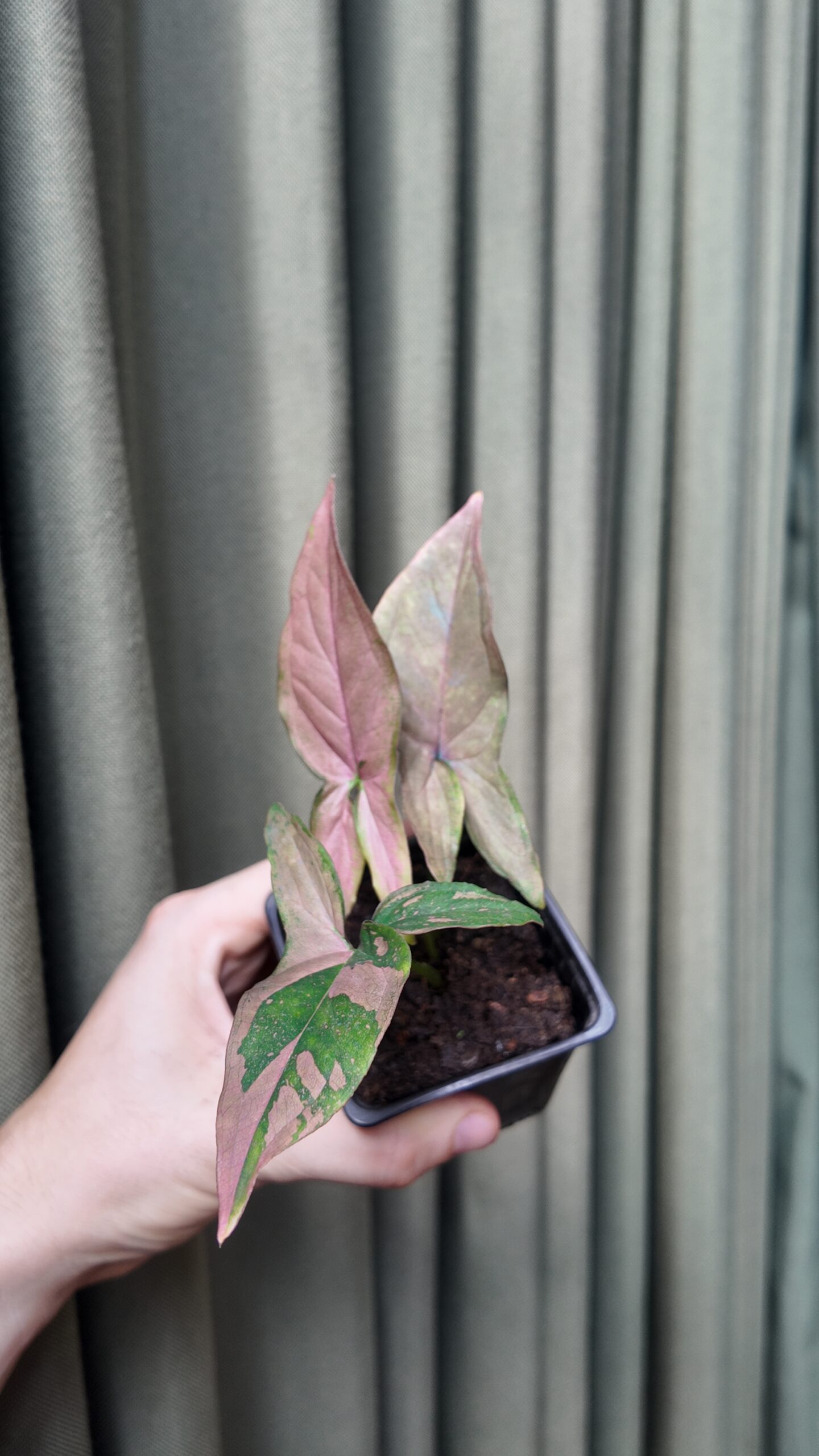 Syngonium Pink Splash Chico - Imagen 2