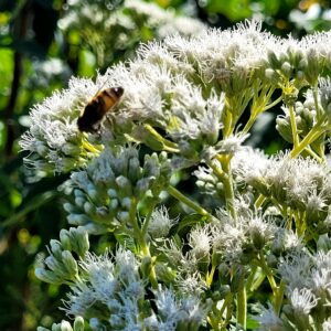 Austroeupatorium inulifolium (doctorcito)