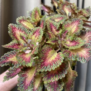 Coleus