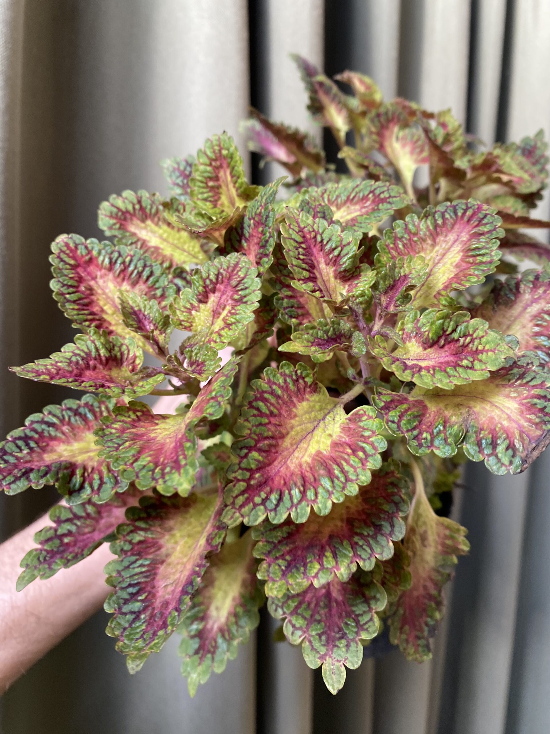 Coleus