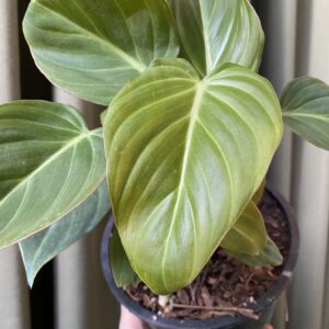 Philodendron Glorious
