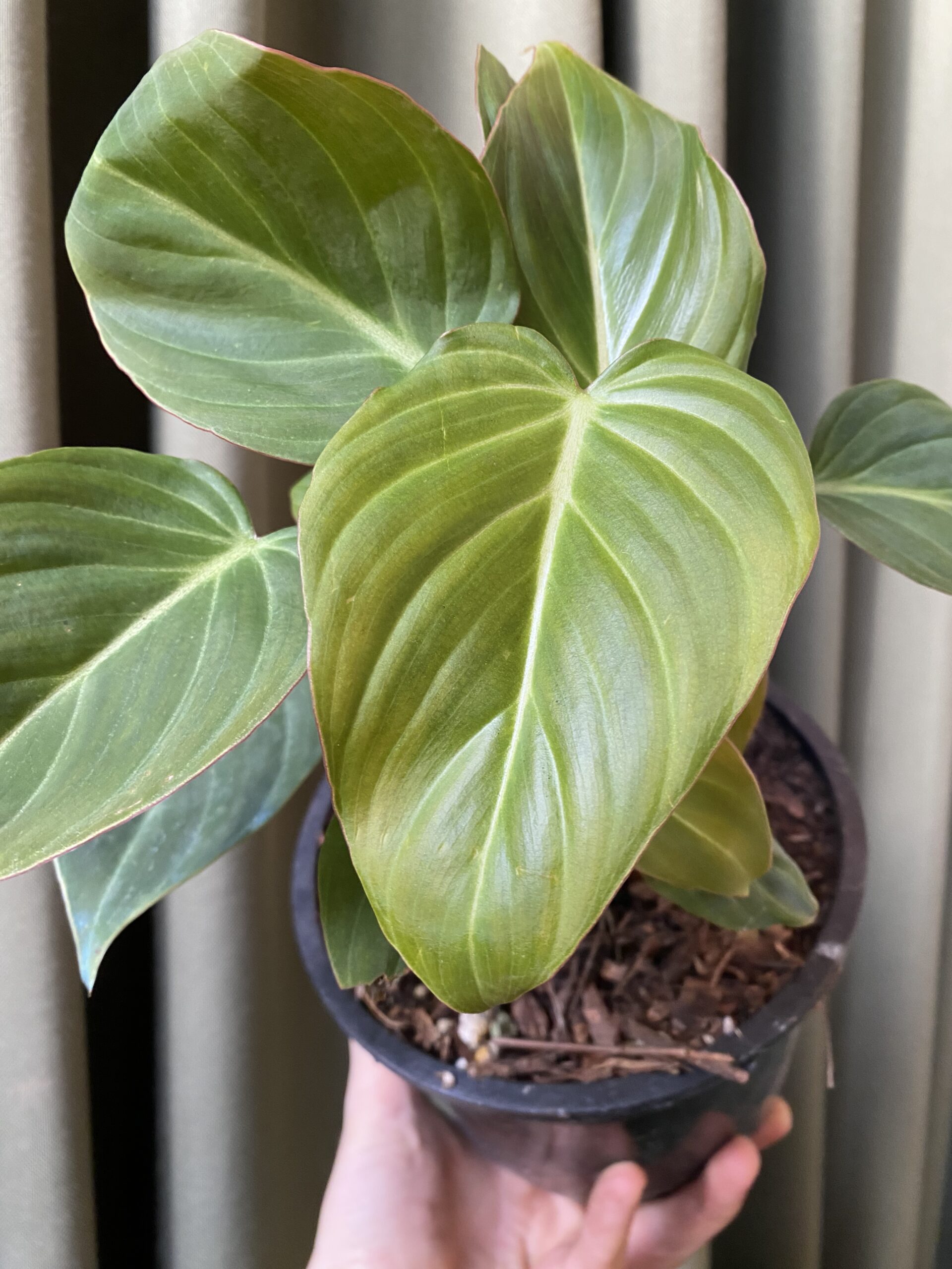 Philodendron Glorious