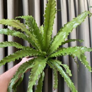 Helecho Asplenium antiquum osaka