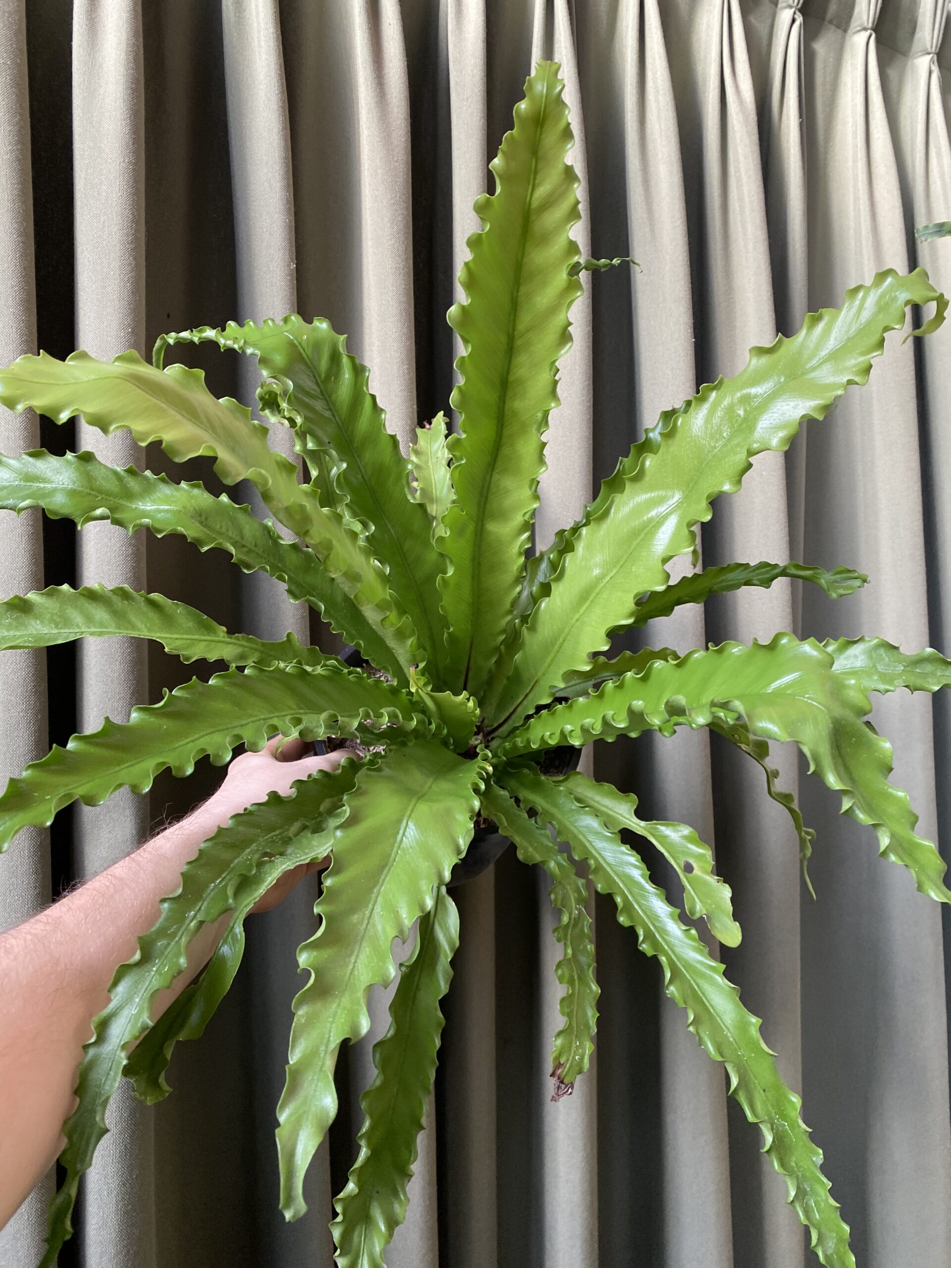 Helecho Asplenium antiquum osaka