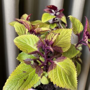 Coleus Neón