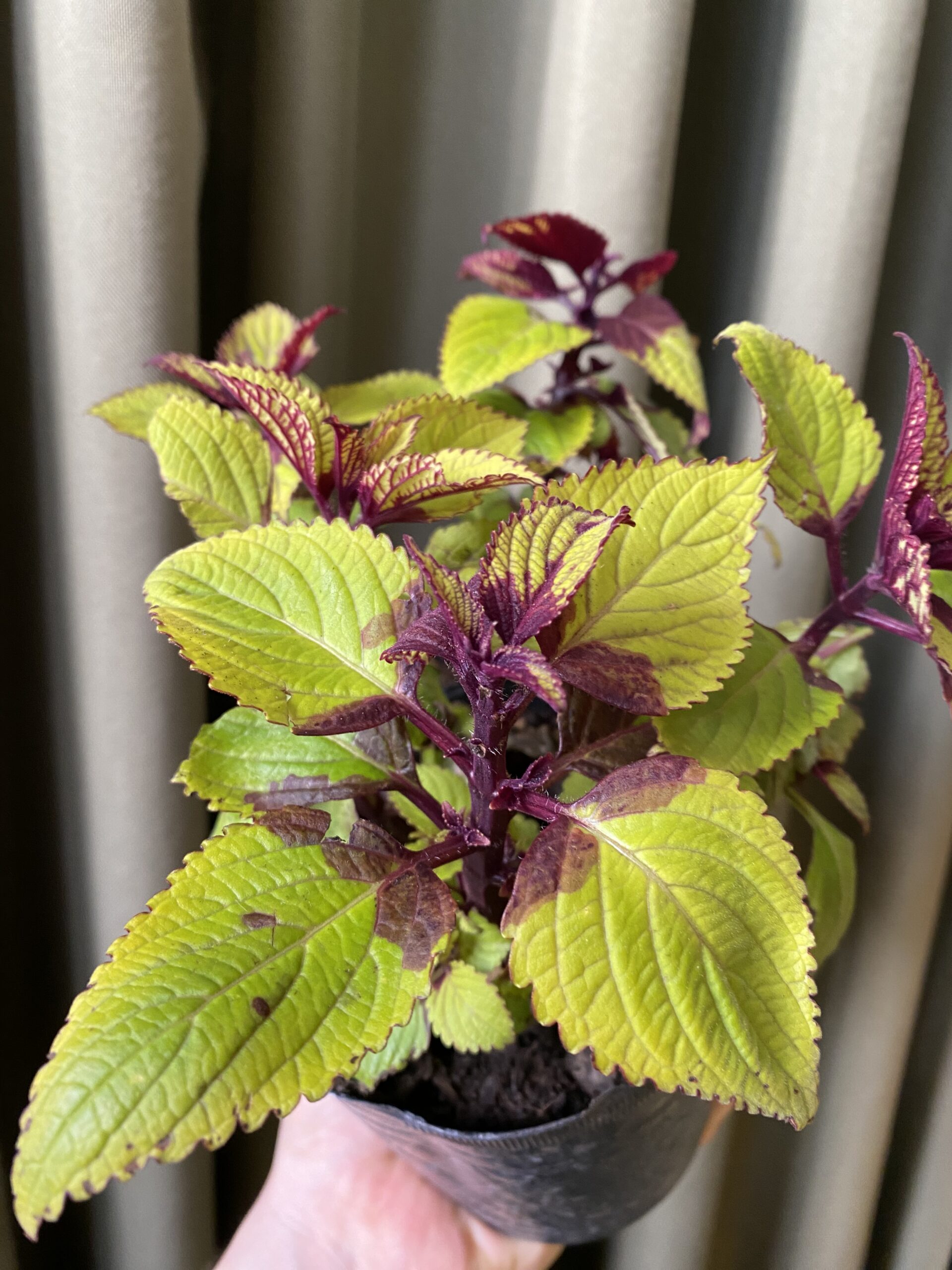 Coleus Neón