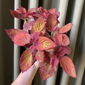 Coleus Bordo