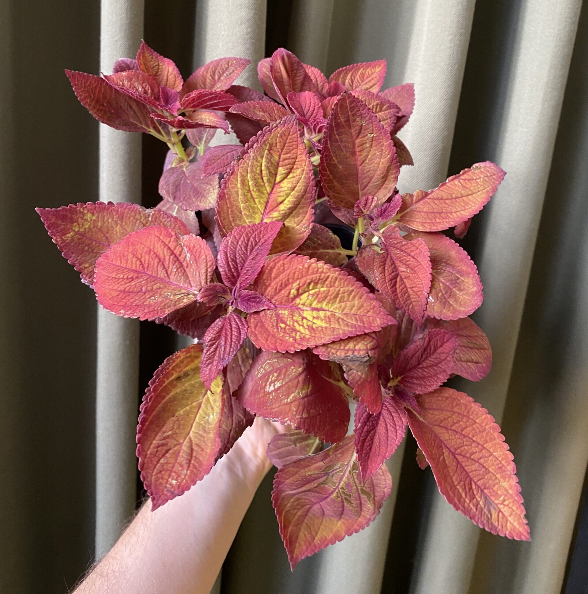Coleus Bordo