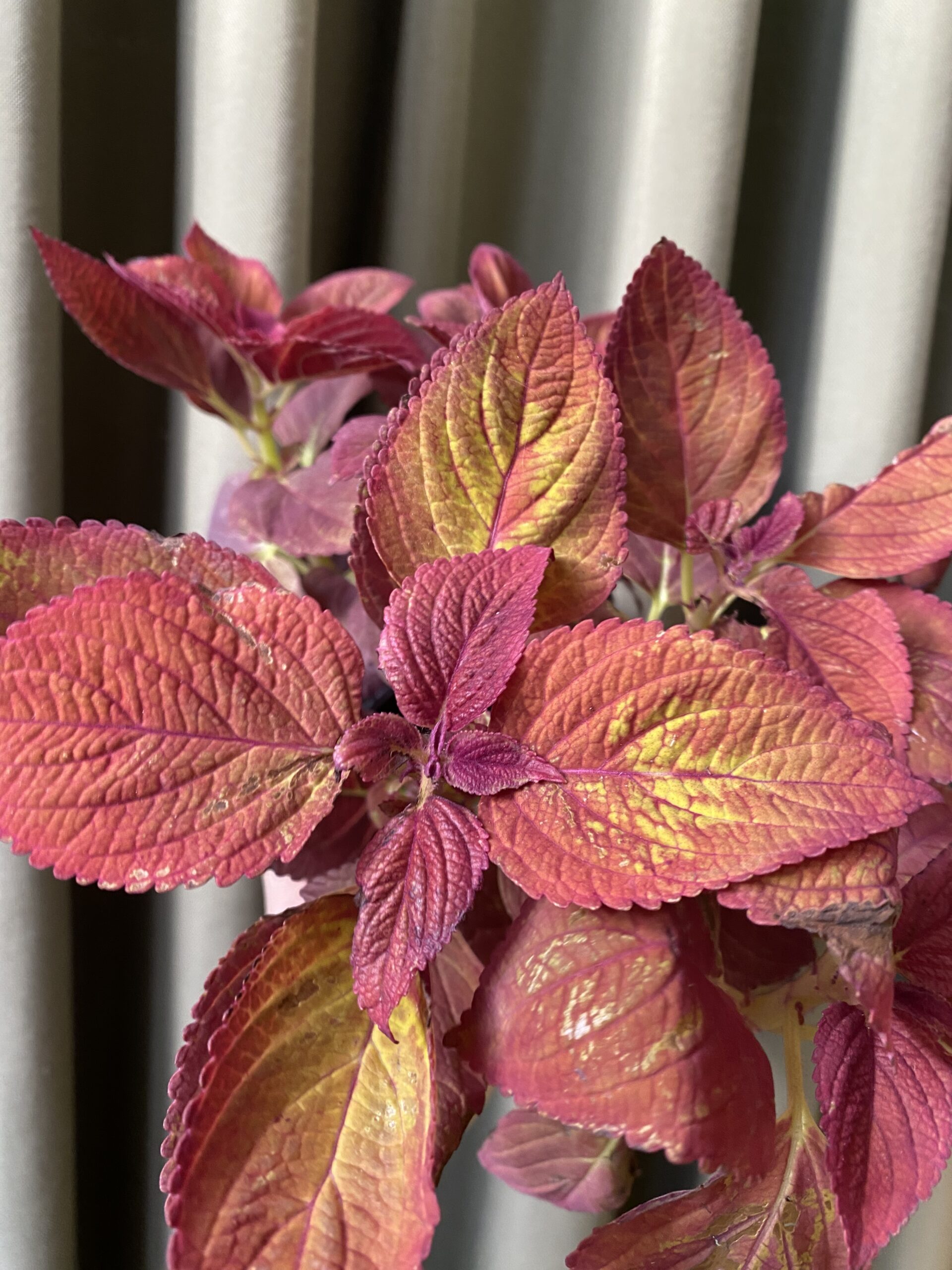 Coleus Bordo - Imagen 2
