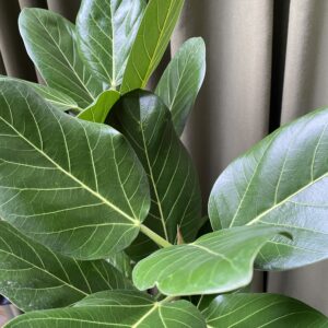 Ficus Audrey