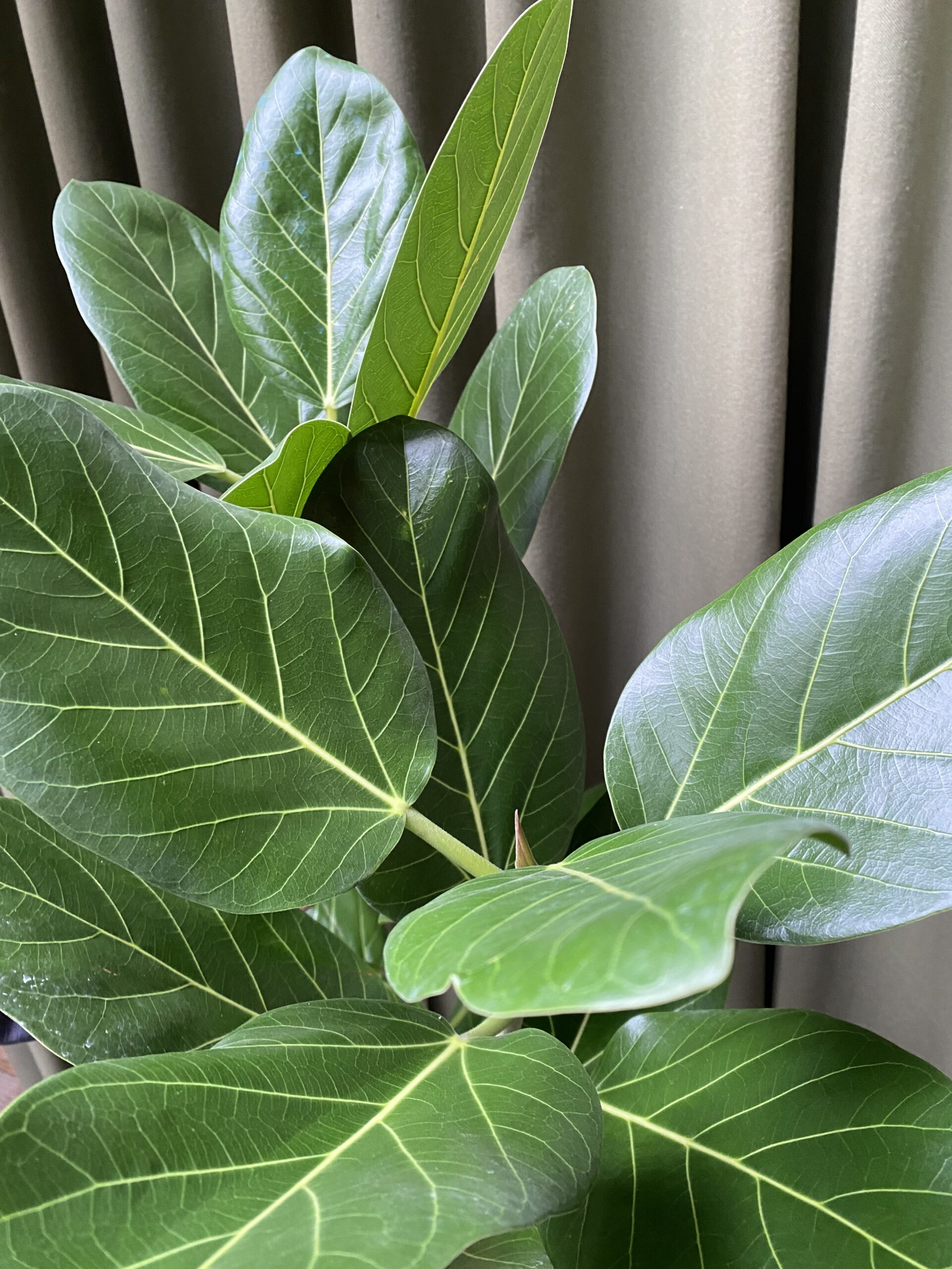 Ficus Audrey
