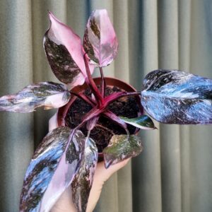Philodendron Pink Princess Galaxy