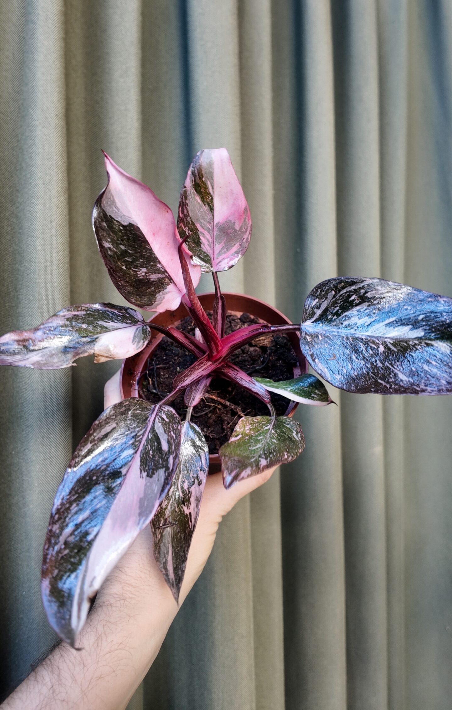 Philodendron Pink Princess Galaxy