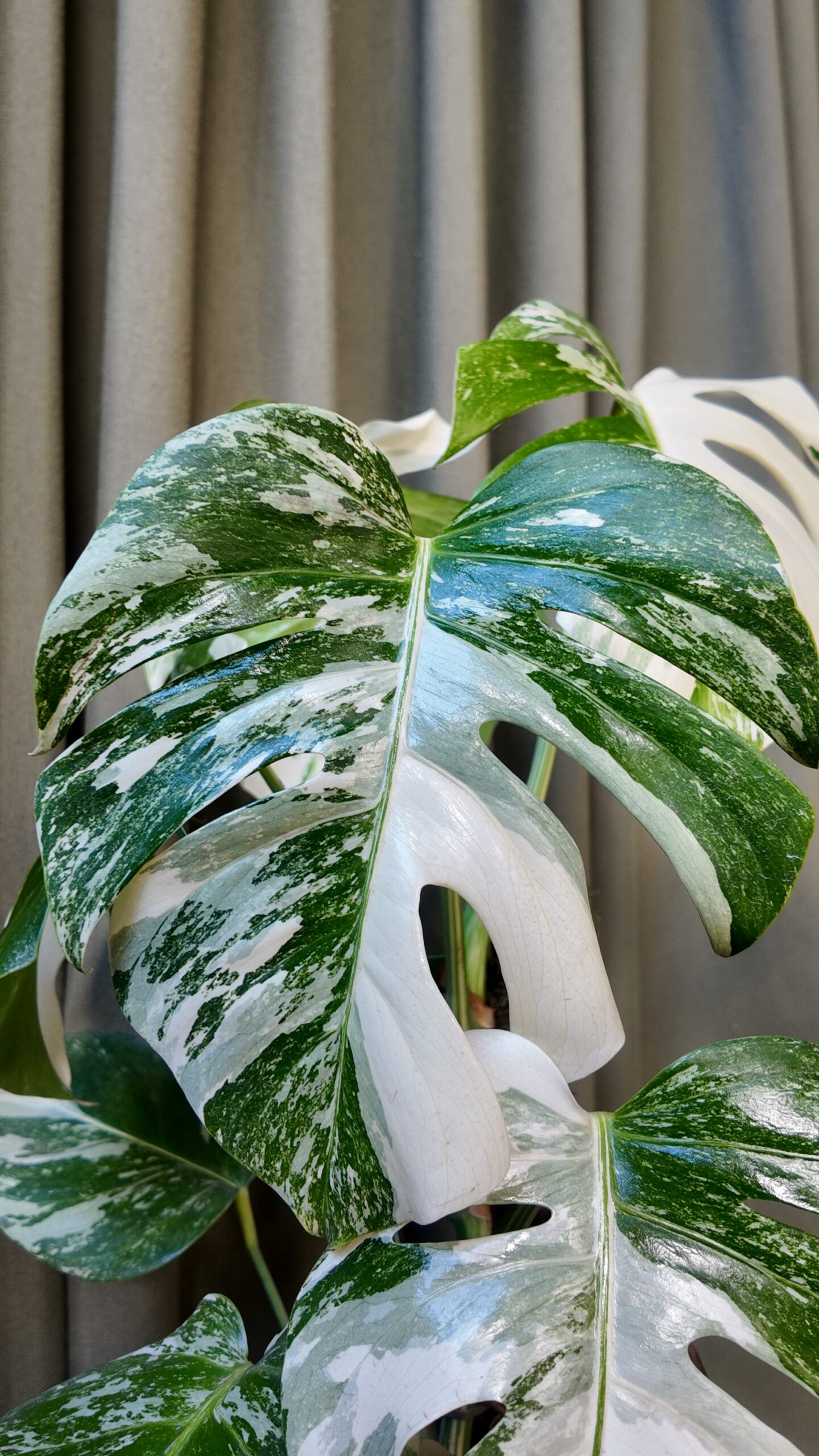 Monstera Deliciosa Albo Variegada - Imagen 2
